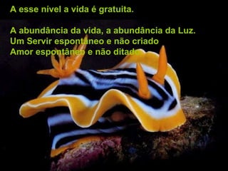 A esse nível a vida é gratuita. A abundância da vida, a abundância da Luz. Um Servir espontâneo e não criado Amor espontâneo e não ditado. 