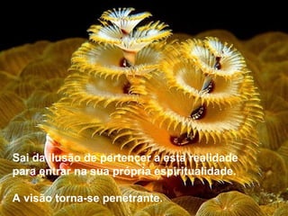 Sai da ilusão de pertencer a esta realidade
para entrar na sua própria espiritualidade.
A visão torna-se penetrante.
 