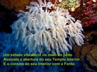 Um estado vibratório no meio do peito
Assinala a abertura do seu Templo Interior.
E o contato do seu Interior com a Fonte.
 