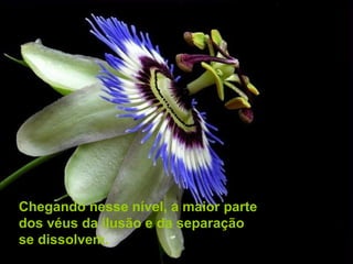 Chegando nesse nível, a maior parte
dos véus da ilusão e da separação
se dissolvem.
 