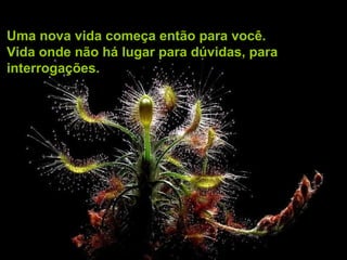 Uma nova vida começa então para você.
Vida onde não há lugar para dúvidas, para
interrogações.
 