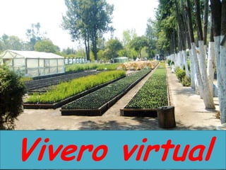 Vivero virtual 