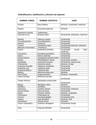 5.Identificacion, clasificacion y eleccion de especies 
NOMBRE COMÚN 
NOMBRE CIENTÍFICO 
USOS 
Achiote Bixa orellana Alimento, ornamental, medicinal 
Nispero Eryobotrya japonica Alimento 
Carbonero Canasta Calliandrasp 
Arbol de la cruz Brownea ariza Ornamental, artesanías, medicinal 
Nevado Hibiscus cooperi Ornamental 
Ficus Benyamina Ficus Benjamina Ornamental 
Caucho Clusia sp Ornamental 
Totumo Crescentia cujete Ornamental,medicinal, artesanal 
Manzano Ornamental Thevetia sp Ornamental 
Liberal Euphorbia cotinifolia Ornamental, cercas vivas, 
28 
medicinal 
Francesina Brunfelsia grandiflora Ornamental 
Abano Nerium oleander Ornamental 
Acacia Rubinia Caesalpinia peltophoroides Ornamental 
Saman Pithecellobium saman Ornamental, sombrío 
Gualanday Jacaranda caucana Ornamental, cercas vivas 
Chachafruto Erynthrina edulis Alimento, forraje 
Guayacan Amarillo Tabebuia chrysantha Ornamental 
Guayacan Lila Tabebuia rosea Ornamental 
Guayacan Blanco Tabebuia alba Ornamental 
Mamey Mammea americana Alimento 
Poma Rosa Eugenia jambos Alimento, ornamental 
Casco de Buey Bauhinia purpurea 
Ornamental 
Tulipan Africano Sphatodea campanulata 
Ornamental 
Mango Mangifera indica Alimento 
Shefflera Scheffera Ornamental 
Venturosa Lantana cámara Ornamental, medicinal 
Coral Costeño Ixora coccínea Ornamental 
Caimo Pouteria caimito Alimento, maderable 
Podocarpus Podocarpus sp Ornamental 
Yarumo Cecropia telealba Ornamental, leña 
Guamo Inga densiflora Alimento, leña 
Caña Brava Arundo donax Industrial 
Croton Venezolano Erythrina variegatum Ornamental, forraje 
Imán Polyscias filicifolia Ornamental 
 