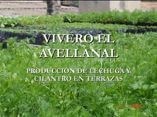 VIVERO EL AVELLANAL PRODUCCIÓN DE LECHUGA Y CILANTRO EN TERRAZAS 