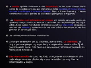La semilla aparece solamente si hay fecundación de las flores. Existen varias
formas de fecundación ya sea por intervención de los insectos, el viento, el agua,
las aves, murciélagos e incluso el hombre. Algunos árboles florecen y no logran
formar semillas viables por falta de fecundación (por ejemplo el higuerón).
Los higuerones son polinizados por avispas una especie para cada especie de
higuerón y la reproducción por estacas podría darse pero en porcentajes muy bajos.
Estos árboles pueden reproducirse por medios vegetativos. El porotillo se reproduce
muy bien por estacas y aparentemente hay mala polinización porque las semillas
germinan en porcentajes bajos.
Las semillas presentan formas muy diversas:
Varían por su tamaño, por su viabilidad, por su forma. La viabilidad, es
muy importante porque hay especies que no permiten almacenarlas Ej. el
guayacán de la sierra. Esto hace que la selección y almacenamiento de las
mismas sea minuciosa.
Una buena semilla da como resultado las siguientes características: alto
poder de germinación, plantas vigorosas, de calidad, sanas y libre de
enfermedades y plagas.
 