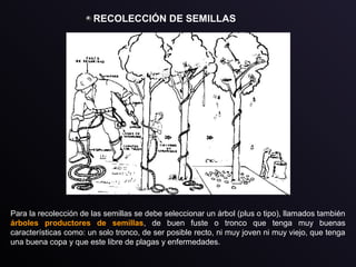 RECOLECCIÓN DE SEMILLAS
Para la recolección de las semillas se debe seleccionar un árbol (plus o tipo), llamados también
árboles productores de semillas, de buen fuste o tronco que tenga muy buenas
características como: un solo tronco, de ser posible recto, ni muy joven ni muy viejo, que tenga
una buena copa y que este libre de plagas y enfermedades.
 