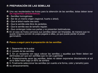 PREPARACIÓN DE LAS SEMILLAS
Una vez recolectados los frutos para la obtención de las semillas, éstas deben tener
las siguientes características:
- Semillas homogéneas.
- Ser de un mismo origen (regional, huerto o árbol).
- Que el árbol madre sea sano.
- Que la semilla este libre de parásitos.
- Que la semilla sea de tamaño regular.
- Que contengan todas sus partes y no presenten lastimaduras.
En el caso de frutos carnosos sus semillas deben ser limpiadas, de manera que no
quede ninguna porción de pulpa pegada a ellas, ya que puede perder el poder
germinativo.
Pasos a seguir para la preparación de las semillas
1. Separación de la pulpa
2. Lavado de las semillas
3. En un recipiente con agua colocar las semillas y aquellas que floten deben ser
eliminadas por que son semillas que no van a germinar
4. Posteriormente secar las semillas, éstas no deben exponerse directamente al sol
se lo debe hacer bajo un 80% de sombra
5. Finalmente seleccionar las semillas (en cuanto a la forma, color y tamaño) para
su almacenamiento.
 
