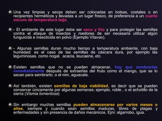 Una vez limpias y secas deben ser colocadas en bolsas, costales o en
recipientes herméticos y llevadas a un lugar fresco, de preferencia a un cuarto
oscuro de temperatura baja.
- El ambiente de este lugar debe ser seco y frío y para proteger las semillas
contra el ataque de insectos y roedores de ser necesario utilizar algún
funguicida e insecticida en polvo (Ejemplo Vitavax).
- Algunas semillas duran mucho tiempo a temperatura ambiente, con baja
humedad: es el caso de las semillas de cáscara dura, por ejemplo las
leguminosas. como nogal, acacia, leucaena, etc.
Existen semillas que no se pueden almacenar, hay que sembrarlas
inmediatamente después de extraerlas del fruto como el mango, que se lo
secan para sembrarlo, o el nim, aguacate.
Así también, existen semillas de baja viabilidad, es decir que se pueden
conservar únicamente por algunas semanas; ejemplo, roble , o el achotillo de la
sierra (Vismia tomentosa)
Sin embargo muchas semillas pueden almacenarse por varios meses o
años, siempre y cuando sean semillas maduras, libres de plagas y
enfermedades y sin presencia de daños mecánicos. Ejm: algarrobo, igua.
 