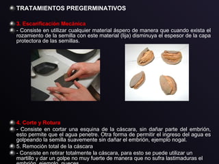 TRATAMIENTOS PREGERMINATIVOS
3. Escarificación Mecánica
- Consiste en utilizar cualquier material áspero de manera que cuando exista el
rozamiento de la semilla con este material (lija) disminuya el espesor de la capa
protectora de las semillas.
4. Corte y Rotura
- Consiste en cortar una esquina de la cáscara, sin dañar parte del embrión,
esto permite que el agua penetre. Otra forma de permitir el ingreso del agua es
golpeando la semilla suavemente sin dañar el embrión, ejemplo nogal.
5. Remoción total de la cáscara
- Consiste en retirar totalmente la cáscara, para esto se puede utilizar un
martillo y dar un golpe no muy fuerte de manera que no sufra lastimaduras el
 