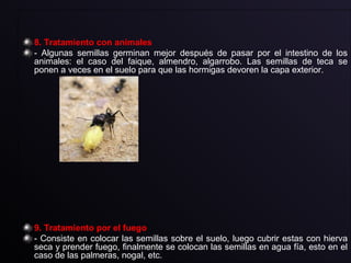 8. Tratamiento con animales
- Algunas semillas germinan mejor después de pasar por el intestino de los
animales: el caso del faique, almendro, algarrobo. Las semillas de teca se
ponen a veces en el suelo para que las hormigas devoren la capa exterior.
9. Tratamiento por el fuego
- Consiste en colocar las semillas sobre el suelo, luego cubrir estas con hierva
seca y prender fuego, finalmente se colocan las semillas en agua fía, esto en el
caso de las palmeras, nogal, etc.
 