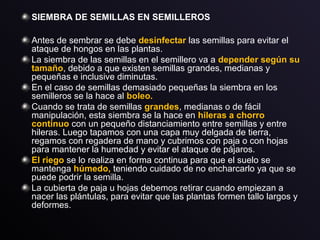 SIEMBRA DE SEMILLAS EN SEMILLEROS
Antes de sembrar se debe desinfectar las semillas para evitar el
ataque de hongos en las plantas.
La siembra de las semillas en el semillero va a depender según su
tamaño, debido a que existen semillas grandes, medianas y
pequeñas e inclusive diminutas.
En el caso de semillas demasiado pequeñas la siembra en los
semilleros se la hace al boleo.boleo.
Cuando se trata de semillas grandes, medianas o de fácil
manipulación, esta siembra se la hace en hileras a chorro
continuo con un pequeño distanciamiento entre semillas y entre
hileras. Luego tapamos con una capa muy delgada de tierra,
regamos con regadera de mano y cubrimos con paja o con hojas
para mantener la humedad y evitar el ataque de pájaros.
El riego se lo realiza en forma continua para que el suelo se
mantenga húmedo, teniendo cuidado de no encharcarlo ya que se
puede podrir la semilla.
La cubierta de paja u hojas debemos retirar cuando empiezan a
nacer las plántulas, para evitar que las plantas formen tallo largos y
deformes.
 