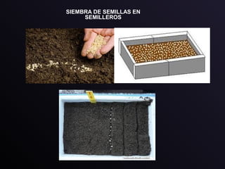 SIEMBRA DE SEMILLAS EN
SEMILLEROS
 