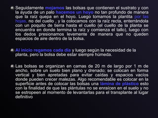 Seguidamente mojamos las bolsas que contienen el sustrato y con
la ayuda de un palo hacemos un hoyo no tan profundo de manera
que la raíz quepa en el hoyo. Luego tomamos la plantita por las
hojas, no del cuello , y la colocamos con la raíz recta, enterrándola
con un poquito de tierra hasta el cuello (el cuello de la planta se
encuentra en donde termina la raíz y comienza el tallo), luego con
los dedos presionamos levemente de manera que no queden
espacios de aire dentro de la bolsa.
Al inicio regamos cada día y luego según la necesidad de la
planta, pero la bolsa debe estar siempre húmeda.
Las bolsas se organizan en camas de 20 m de largo por 1 m de
ancho, sobre un suelo bien plano y drenado; se colocan en forma
vertical y bien apretadas para evitar caídas y espacios vacíos
donde pueden crecer malezas. Algo recomendable es colocar en la
superficie antes de colocar las bolsas una lámina de plástico esto
con la finalidad de que las plántulas no se enraícen en el suelo y no
se estropeen al momento de levantarlas para el transplante al lugar
definitivo
 