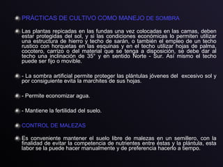 PRÁCTICAS DE CULTIVO COMO MANEJO DE SOMBRA
Las plantas repicadas en las fundas una vez colocadas en las camas, deben
estar protegidas del sol, y si las condiciones económicas lo permiten utilizar
una estructura de hierro y techo de sarán, o también el empleo de un techo
rustico con horquetas en las esquinas y en el techo utilizar hojas de palma,
cocotero, carrizo o del material que se tenga a disposición, se debe dar al
techo una inclinación de 35° y en sentido Norte - Sur. Así mismo el techo
puede ser fijo o movible.
- La sombra artificial permite proteger las plántulas jóvenes del excesivo sol y
por consiguiente evita la marchites de sus hojas.
- Permite economizar agua.
- Mantiene la fertilidad del suelo.
CONTROL DE MALEZAS
Es conveniente mantener el suelo libre de malezas en un semillero, con la
finalidad de evitar la competencia de nutrientes entre éstas y la plántula, esta
labor se la puede hacer manualmente y de preferencia hacerlo a tiempo.
 