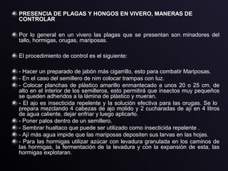 PRESENCIA DE PLAGAS Y HONGOS EN VIVERO, MANERAS DE
CONTROLAR
Por lo general en un vivero las plagas que se presentan son minadores del
tallo, hormigas, orugas, mariposas.
El procedimiento de control es el siguiente:
- Hacer un preparado de jabón más cigarrillo, esto para combatir Mariposas.
- En el caso del semillero de nim colocar trampas con luz.
- Colocar planchas de plástico amarillo enmantecado a unos 20 o 25 cm. de
alto en el interior de los semilleros, esto permitirá que insectos muy pequeños
se queden adheridos a la lámina de plástico y mueran.
- El ajo es insecticida repelente y la solución efectiva para las orugas. Se lo
prepara mezclando 4 cabezas de ajo molido y 2 cucharadas de ají en 4 litros
de agua caliente, dejar enfriar y luego aplicarlo.
- Poner palos dentro de un semillero.
- Sembrar hualtaco que puede ser utilizado como insecticida repelente .
- Ají más agua impide que las mariposas depositen sus larvas en las hojas.
- Para las hormigas utilizar azúcar con levadura granulada en los caminos de
las hormigas, la fermentación de la levadura y con la expansión de esta, las
hormigas explotaran.
 