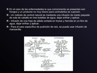 En el caso de las enfermedades lo que comúnmente se presentan son
hongos y un producto no muy tóxico para controlarlos es cuproxin.
- Un método de control natural es mediante una infusión de medio paquete
de cola de caballo en tres botellas de agua, dejar enfriar y aplicar.
- Infusión de una hoja de sábila cortada en trozos y hervida en un litro de
agua, dejar enfriar y aplicar.
- Para el caso específico de pudrición de raíz, se puede usar infusión de
manzanilla.
 