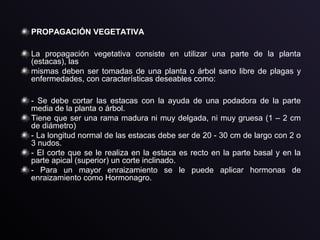 PROPAGACIÓN VEGETATIVA
La propagación vegetativa consiste en utilizar una parte de la planta
(estacas), las
mismas deben ser tomadas de una planta o árbol sano libre de plagas y
enfermedades, con características deseables como:
- Se debe cortar las estacas con la ayuda de una podadora de la parte
media de la planta o árbol.
Tiene que ser una rama madura ni muy delgada, ni muy gruesa (1 – 2 cm
de diámetro)
- La longitud normal de las estacas debe ser de 20 - 30 cm de largo con 2 o
3 nudos.
- El corte que se le realiza en la estaca es recto en la parte basal y en la
parte apical (superior) un corte inclinado.
- Para un mayor enraizamiento se le puede aplicar hormonas de
enraizamiento como Hormonagro.
 