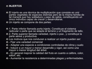 INJERTOS
El injerto es una técnica de multiplicación que consiste en unir
partes vegetales de especies distintas pero de la misma familia de
tal manera que hay soldadura y paso de sabia, constituyendo un
único individuo capaz de crecer y desarrollarse.
Un injerto se compone de dos partes:
1. Parte inferior llamada porta injerto. Constituye el sistema
radicular o parte que se adapta al terreno y un fragmento de tallo.
2. Parte superior llamada variedad, injerto o púa , y constituye la
parte aérea y productiva.
Los motivos que nos conducen a realizar un injerto pueden ser:
- Fijar una variedad comercial
- Adaptar una especie a condiciones controladas de clima y suelo
- Inducir a un mayor o menor desarrollo y vigor, así como una
mayor o menor longitud del árbol.
- En general mejorar la calidad del fruto en cuanto a calibre, color,
sabor, etc.
- Aumentar la resistencia a determinadas plagas y enfermedades.
 