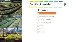 Semillas forestales
Proceso
Selección de árbol para semilla
Evitar dañar los árboles
Transporte y etiquetado
Secado
Selección
Tratamiento
 