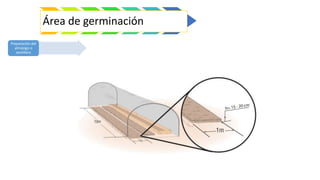 Área de germinación
Preparación del
almácigo o
semillero
 