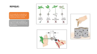 REPIQUE:
Con la ayuda de un repicador se
realiza un hoyo en el centro del
sustrato que esta en la bolsa
Es necesario que el repique se
haga en un lugar sombreado y de
preferencia en las primeras horas
de la mañana.
 