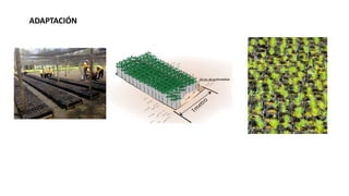 ADAPTACIÓN
 