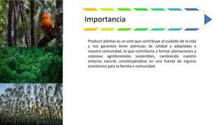 Importancia
Producir plantas es un arte que contribuye al cuidado de la vida
y nos garantiza tener plántulas de calidad y adaptadas a
nuestra comunidad, lo que contribuirá a formar plantaciones y
sistemas agroforestales sostenibles, cambiando nuestro
entorno natural, constituyéndose en una fuente de ingreso
económico para la familia o comunidad.
 