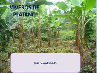 VIVEROS DE
PLATANO
Zeng Rojas Alvarado.
 