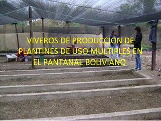 VIVEROS DE PRODUCCION DE
PLANTINES DE USO MULTIPLES EN
    EL PANTANAL BOLIVIANO
 