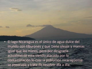 • El lago Nicaragua es el único de agua dulce del
  mundo con tiburones y que tiene oleaje y mareas
  igual que los mares, pero por desgracia
  actualmente esta siendo atacado por la
  contaminación lo cual la población nicaragüense
  se preocupa y trata de resolver día a día.
 