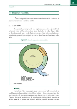 61
                                                                  Fisiopatologia do Câncer
Capítulo 2



2 - BIOLOGIA TUMORAL

        Para a compreensão do crescimento de tecidos normais e tumorais, é
necessário conhecer a cinética celular.


2.1 - Ciclo celular

        A vida da célula compreende uma seqüência de eventos, cujo modelo é
chamado ciclo celular, e tem cinco fases: G1, S, G2, M e G0 (Figura 2.2).
A duração de cada fase é variável até mesmo nas células sob reprodução con-
trolada, mas os processos ocorridos no interior das células são iguais para todas
elas.
                      Figura 2.2 - Desenho esquemático do ciclo celular.




       Fonte: INCA/MS.




         Fase G1
       Nesta fase, há a preparação para a síntese de ADN, mediante a
mobilização de bases púricas e pirimídicas, fosfatos e riboses, para a síntese dos
nucleotídeos, e de aminoácidos, para a síntese de proteínas, inclusive de enzimas.
Tanto a síntese de ARN como a de proteínas são indispensáveis para que a
célula passe de G1 para a fase seguinte. A fase G1 precede a síntese, daí ser
 
