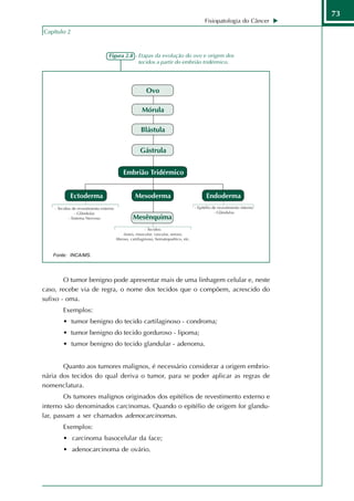 73
                                                             Fisiopatologia do Câncer
Capítulo 2



                      Figura 2.8 - Etapas da evolução do ovo e origem dos
                                   tecidos a partir do embrião tridérmico.




   Fonte: INCA/MS.




        O tumor benigno pode apresentar mais de uma linhagem celular e, neste
caso, recebe via de regra, o nome dos tecidos que o compõem, acrescido do
sufixo - oma.
       Exemplos:
       • tumor benigno do tecido cartilaginoso - condroma;
       • tumor benigno do tecido gorduroso - lipoma;
       • tumor benigno do tecido glandular - adenoma.


       Quanto aos tumores malignos, é necessário considerar a origem embrio-
nária dos tecidos do qual deriva o tumor, para se poder aplicar as regras de
nomenclatura.
        Os tumores malignos originados dos epitélios de revestimento externo e
interno são denominados carcinomas. Quando o epitélio de origem for glandu-
lar, passam a ser chamados adenocarcinomas.
       Exemplos:
       • carcinoma basocelular da face;
       • adenocarcinoma de ovário.
 