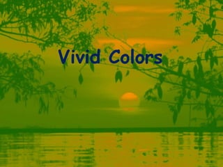 Vivid Colors 