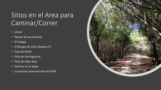 Sitios en el Area para
Caminar/Correr
• Litoral
• Parque de los próceres
• El Colegio
• El Refugio de Vida Silvestre (?)
• Pista del RUM
• Pista de Hormigueros
• Pista de Cabo Rojo
• Caminar en la playa
• La estación experimental del RUM
 