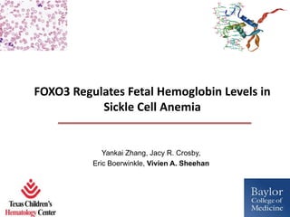 FOXO3 Regulates Fetal Hemoglobin Levels in
Sickle Cell Anemia
Yankai Zhang, Jacy R. Crosby,
Eric Boerwinkle, Vivien A. Sheehan
 