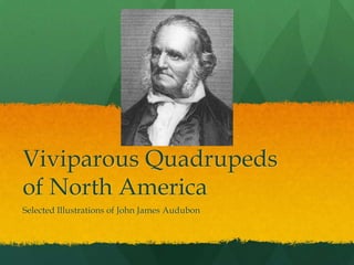 Viviparous Quadrupeds of North America Selected Illustrations of John James Audubon 
