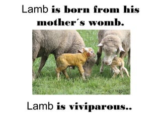Lamb is born from his
mother´s womb.
Lamb is viviparous..
 
