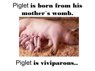 Piglet is born from his
mother´s womb.
Piglet is viviparous..
 