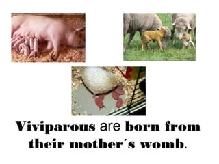 Viviparous are born from
their mother´s womb.
 