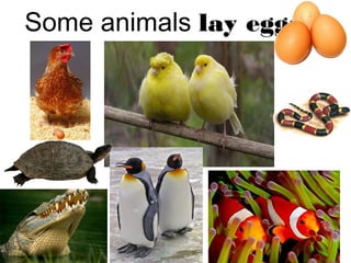 Some animals lay eggs
 