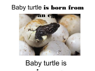 Baby turtle is born from
an egg
Baby turtle is
 