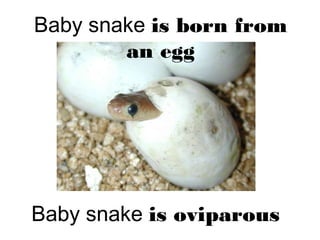 Baby snake is born from
an egg
Baby snake is oviparous
 