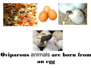 Oviparous animals are born from
an egg
 