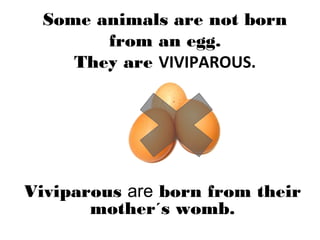 Some animals are not born
from an egg.
They are VIVIPAROUS.
Viviparous are born from their
mother´s womb.
 