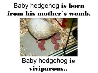 Baby hedgehog is born
from his mother´s womb.
Baby hedgehog is
viviparous..
 