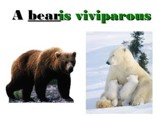 A bearis viviparous

 