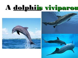 is
A dolphin viviparou
is

 