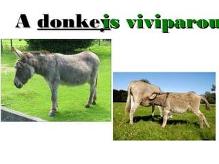 is
A donkey viviparou

 