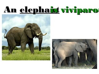 is
An elephant viviparou

 