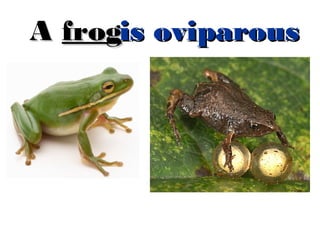 A frogis oviparous

 